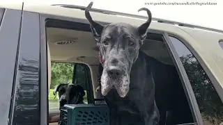 Funny Bird Watching Great Danes Love To Go For Car Rides