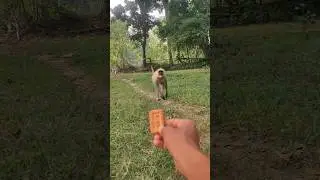 Monkey Slowly Walks for Biscuit 🐒🍪 | Cute Bandar Video