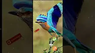 New Robin ringtone New ringtone New message ringtone #ringtone#new_ringtone#callertune