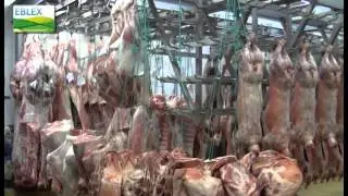 Exporting English lamb to France: upland farmers head over the channel with EBLEX