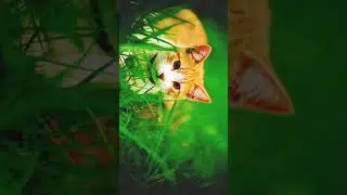 Cat video hd 🥰🥰🥰 #shorts