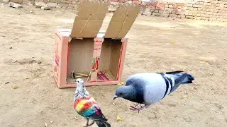 Birds Trap Making | Amazing Pigeon Trap | New Traps Video | #viral #foryou | @MsBirdTraps | #Diy 