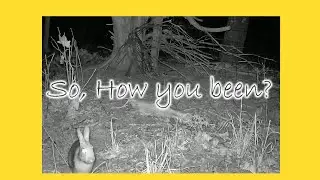 Baxey's safe space. #rabbit #wildlife #nightlife