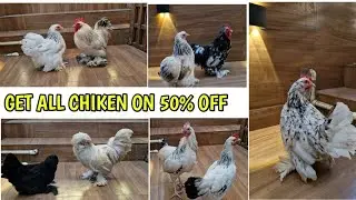 FANCY CHIKEN FARM ALL EXOTIC #exotichen #fancychiken 