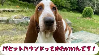 バセットハウンドって可愛いんです！