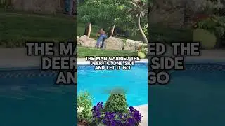 Deer rescued from swimming pool by man in time #animalrescue  #deer  #animals