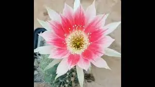 #shorts #cactus_flower Beautiful Cactus Flower/Lobivia Hybrid Sylvia