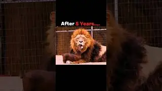 Greatest friendship between lion and the dog 🔥