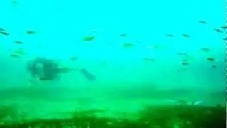 Arrow Head Squid school & mating in Dragon Bay