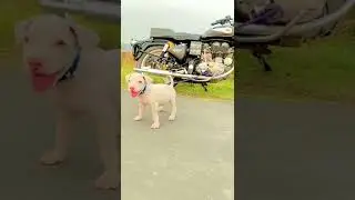 #pakistani bully#bully kutta#bully puppy#pitbull puppy#short video
