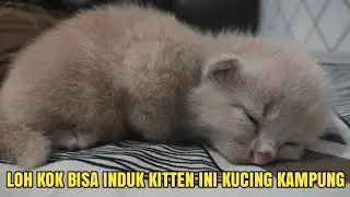 VILLAGE CATS PRODUCE ANGORA KITTENS #cat #kitten #cat #cutecat #cutecat