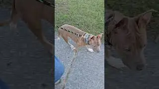 Daisy the Pit Bull Puppy in Training | Canton Michigan Dog Trainer