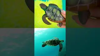Морские животные и интересные факты: морские черепахи, моржи, тюлени, скаты! #национальныйморской...