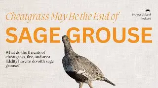 S1E2 Sage Grouse - Cheatgrass, Area Fidelity, and GPS Tracking