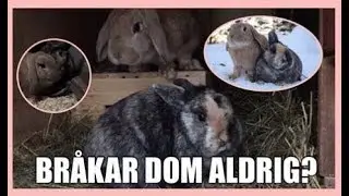 IHOPPSLÄPP AV KANINER
