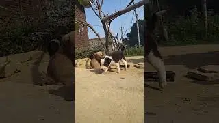 #savepuppy #dogshorts #dog life #matter #shoetsvideo