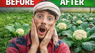 &ldquo;Before vs After Cauliflower Farming 😱 | Farmer&rsquo;s Hard Work&rdquo; #cauliflower #youtube #farming 