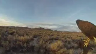 Hawking With Higgins Gundogs