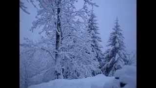 Première vidéo de piège photo avec la Coolife h953 (loup,biche,chevreuil,ect...)