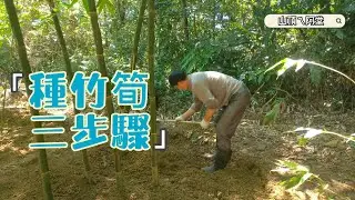 深坑綠竹筍這麼好吃，三訣竅在這邊!