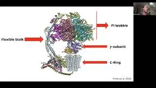 ATP Synthase Round 2 Presentation