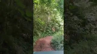 Driving in Amazon Rainforest
