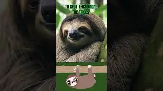 Sloths' Secrets Camouflage