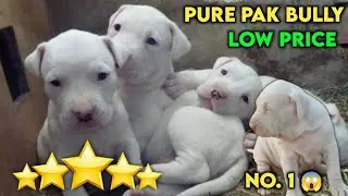 Top Quality Pakistani Bully Dog for Sale | Bully Kutta | Best Dog Shop in Delhi NCR | All India 