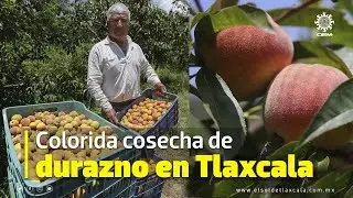 Consolidan huertas de durazno en Huamantla