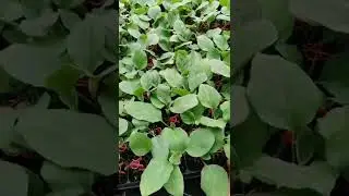 Vegetable Growing For Your Gardening  Gardening And Grafting # 79