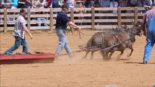 2019 Columbia Mule Days
