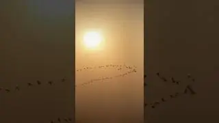 Why do birds fly in a V-shape?