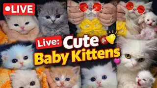 Cute   kitten 🐾 Live 🤩 [51] #cat #ytshorts #livestream #live #foryou #viralvideo #youtubeshorts