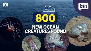 Ocean Census - Behind the News