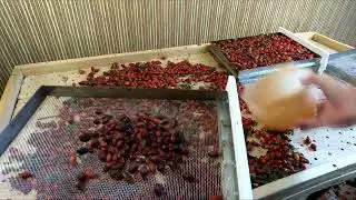 Как быстро перебрать ягоды шиповника