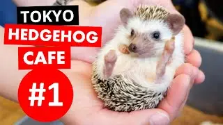 Лучшее кафе с ежами в Токио | СУПЕР-МИЛО