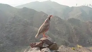 Female chakor voice for hunting