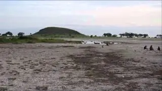 baboon behavior documentary