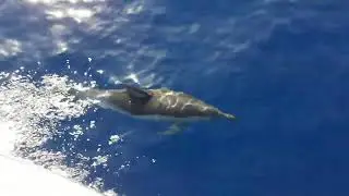 Dolphin Watching in the Canary Islands! #Fuerteventura