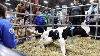 Baby Holstein cow calf Takes First Steps at Pennsylvania Farm Show 2020