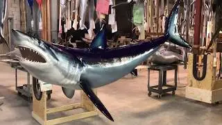 Mako Shark Mount from Gray Trophy Fishmounts