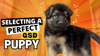 How to Select the Best German Shepherd Puppy from the Litter?