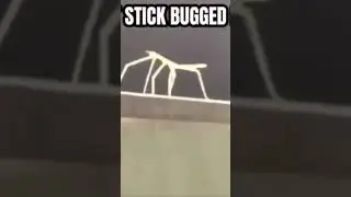 peguei o bicho graveto bugado kkkkkkkk #bruh