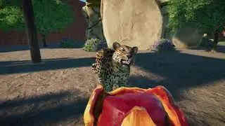 (ASMR) Planet Zoo - Amur Leopard Eat's Blood Pumpkin