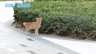 Ka chada sa cat @nanasvlog3904