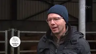 Zimovanie kráv