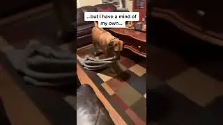 Dog grabs his blanket off the couch and cuddles on his bed.