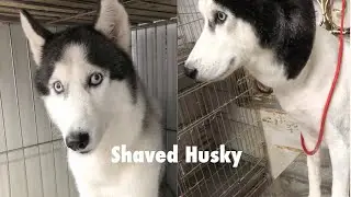 How to shaving Husky in summer?