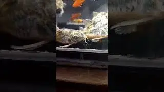 Крапчатые сомики (Коридорасы) . Просто гигантских размеров!