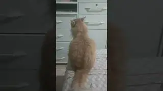 # guardea.